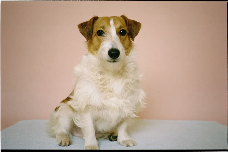 A freshly washed and dried jack russell sitting on a towel