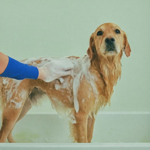 A dog being lathered with shampoo during a wash