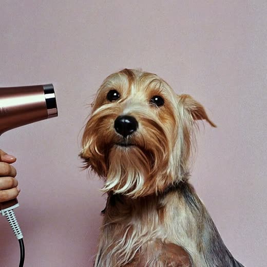 A small dog being blow-dried, its coat lifting in the warm air
