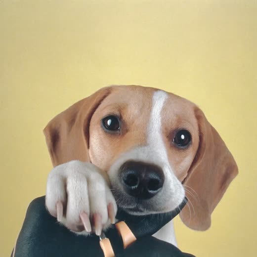 A dog's paw held steady while its nails are clipped